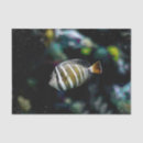 Search for fish tissue paper Sea creatures