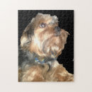 Search for yorkie puzzles Canine