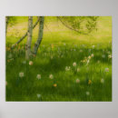 Search for daffodil posters Springtime