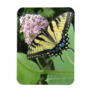 Search for swallowtail magnets Butterfly