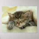 Search for hello kitty posters Kitten