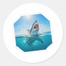 Search for predator stickers Shark