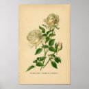 Search for vintage vegetable posters Flower
