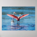 Search for roseate spoonbill posters Sanibel island