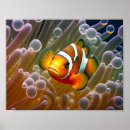 Search for clowning posters Marine