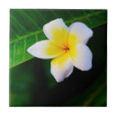 Search for frangipani tiles Yellow