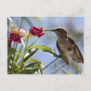 Search for hummer postcards Hummingbird