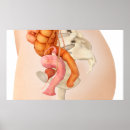 Search for medical illustration posters Horizontal