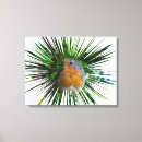Search for robin canvas prints Birds