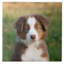 Search for sheepdog tiles Cute