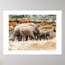 Search for indian elephant posters Nature
