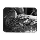 Search for watcher magnets Bird