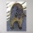 Search for ground squirrels posters Animals