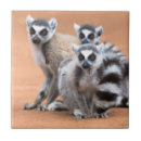 Search for lemur tiles Ring tailed lemur