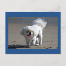 Search for pekingese dog cards Puppy