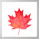 Search for red maple leaf posters Watercolor