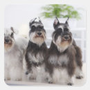 Search for schnauzers stickers Horizontal