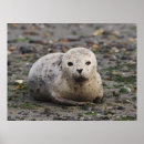 Search for beach babies posters Baby