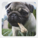 Search for dog name stickers Create your own