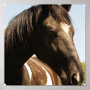 Search for shire horse posters Clydesdale