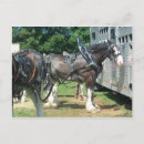 Search for draught postcards Animal