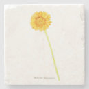 Search for gerbera coasters Flower