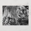 Search for the angry postcards Animals
