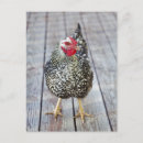 Search for bird watching vertical postcards Big year