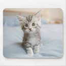 Search for maine coon cat mouse mats Kitten