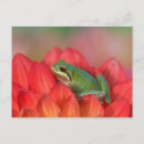 Search for pacific tree frog Dahlia