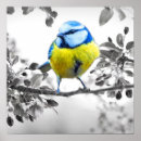 Search for gallery selection posters Bird