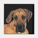 Search for danes magnets Pets