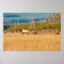 Search for cow elk posters Wapiti