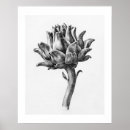 Search for artichoke posters Fruit