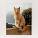 Search for cute ginger cat puzzles Animal
