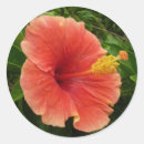 Search for tropical orange stickers Hibiscus