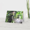 Search for sandhill cards Photography