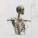 Search for rib postcards Medical