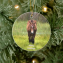 Search for assateague christmas tree decorations Wild horses