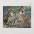 Search for nature leopard postcards Cat