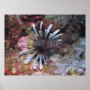 Search for sea fan art Reef