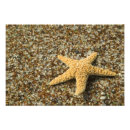 Search for echinoderm posters Ocean