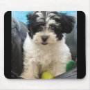 Search for rescued mouse mats Puppy