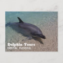 Search for dolphin postcards Souvenir