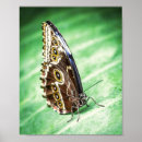 Search for beautiful butterflies posters Wings