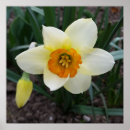 Search for white daffodil posters Narcissus