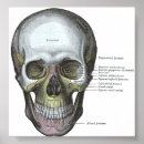 Search for face anatomy posters Skull