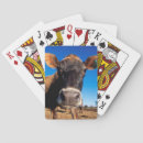 Search for cow playing cards Animal