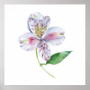 Search for alstroemeria posters Peruvian lily
