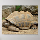 Search for reptile posters Desert